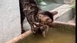 猫：在抓几天，这池子里就没鱼了！