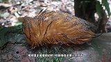 男子正在打扫后院，突然被一片树叶吸引，走近一看傻眼了