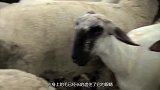 绵羊深山老林躲藏6年，渴了喝露水饿了吃蚂蚱，毛长主动求剪