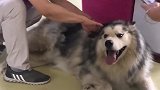 阿拉斯加：主人给梳毛毛真舒服，我只管享受