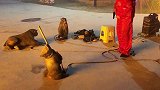 猴子演坏蛋演的不错