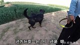 实拍野外配狗现场：过程刺激又精彩，纯血统罗威纳一次能搞定吗？