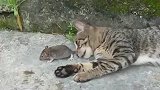 老鼠：狸花猫你吃了我吧！太吓鼠了！