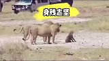 非洲二哥真是身残志坚啊，被狮子四驱打成两驱依然前行