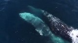 圣地亚哥无人机拍摄巨大灰鲸 遨游迅速犹如潜艇