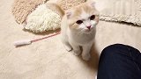 猫咪：为什么主人不摸我呢我不再是你的小可爱了吗