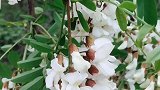 归山对物华，九陌踏槐花又是一年槐花飘香，勾起了童年纯真的梦想