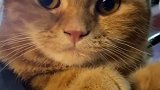 作为一个狗子和小猫如果生在泰国，那真的是幸福了。萌宠 曼谷 泰国