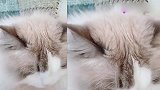 火爆网络的猫咪：也太可爱了吧，网友：我居然喜欢上了一只猫！