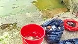 鱼儿验证一件事，深陷绝境也别放弃
