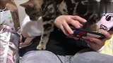 主人玩手机冷落了猫咪，猫咪的反应太逗了，真是个磨人的小妖精！