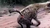 鬣狗偷袭羚羊被顶成单腿狗，羚羊化身独角兽