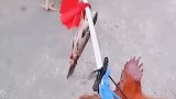 公鸡：咱俩把这条鱼抬去送给主人！