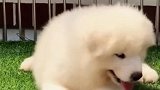 白白胖胖充满希望
