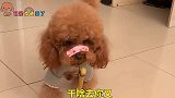 泰迪想吃柚子，拿了水果刀给主人，主人就是不给吃这给泰迪气的