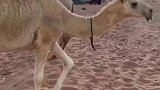 骆驼追逐萌娃，跑慢一点后果不堪设想