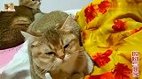 龙凤胎小奶猫人见人爱，主人伸手去示好，小奶猫礼貌地回应心化了