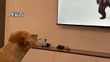 狗子陪主人看电视时，看到黑熊“走进”卧室