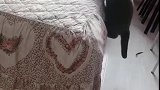 猫：铲屎的你别看着啊，快过来搭把手！