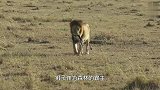 狮子盯上刚出生的小斑马，斑马母亲逃跑又折回，直接一头撞飞狮子