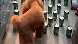 主人给泰迪设置瓶罐障碍物，看看泰迪是怎么过去的