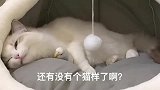 布偶猫：这猫与鹦鹉，仿佛像一对恋人