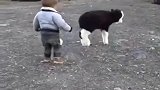 懵懂的小宝宝跟初生的牛犊，谁也不服谁！