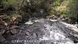 河马宝宝惨遭毒手，一方有难八方支援，河马家族为其“手刃”仇人