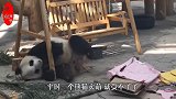见过一个熊猫，你见过一堆熊猫吗？萌到流鼻血！