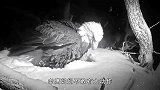 鹰妈在冰天雪地里孵娃！自己都快冻僵了，也要维持蛋的温度