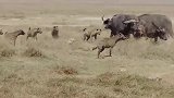 动物世界：鬣狗和野牛