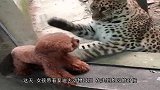 泰迪公然挑衅母豹，结果被母豹狠狠打了一巴掌，它的反应让人傻眼
