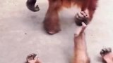 进来我给你看个好东西