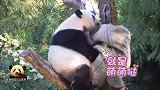 奶爸奶妈在麻袋里藏了啥好吃的？胖乎乎的熊猫美香决定一探究竟