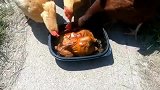 不是说鸡是素食动物吗，怎么连同类都吃呢，难不成是饿急眼了吗