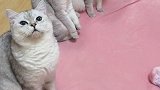 把团子变没了……我好像有点傻