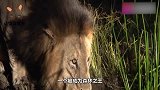 雄狮从背后偷袭老虎，大战一触即发，镜头拍下罕见画面