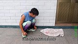 金毛屁股上突然流血了，小伙经过仔细查看后兴奋极了，这咋回事？