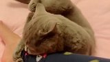 猫：不给我小鱼干，我就一直把你腿抱着！