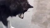 这才是真正的哈逝奇