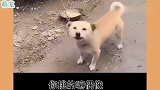 狗子走在路上无缘无故挨了猫咪一顿揍，哥们跑来帮忙，老委屈了