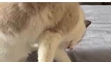 小猫被教训一顿，现在又要打我