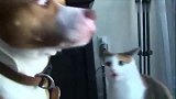 狗狗把猫咪惹生气了，猫咪上去就一顿暴打，吓得狗狗根本不敢还手