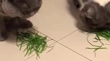 猫：小鱼干也不给我们吃了，天天就给我们吃草！