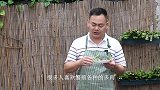 繁殖多肉很多人做错了，来试试这个方法长根冒芽快