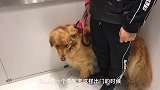 金毛和2个主人出门就异常兴奋，总是左顾右盼，生怕少一个