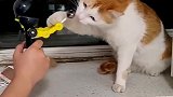 猫：快把我这棒棒糖给我吃！