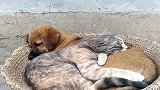 看看我家养的狗跟猫，感情不要太好了，看完不许笑