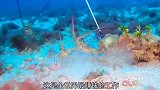 渔民背着20斤重的氧气罐来到海底，捕获到的龙虾一只接一只