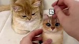 猫毛出在猫身上，铲屎官用猫毛给猫做分身